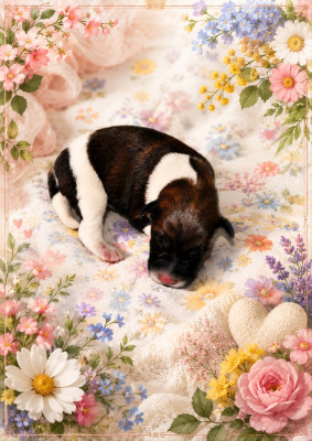 Chiot N°3