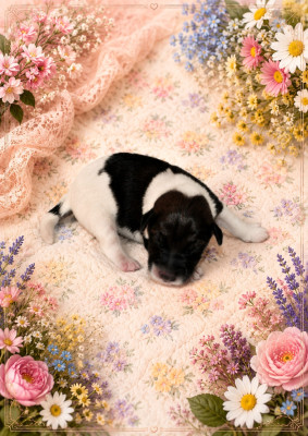 Chiot N°5