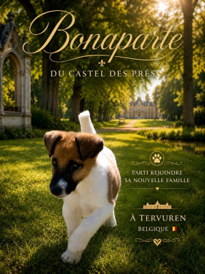 Chiot Fox-terrier à poil lisse