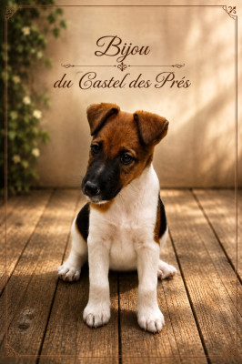 Chiot N°4