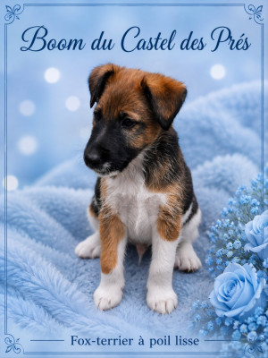 Chiot N°2