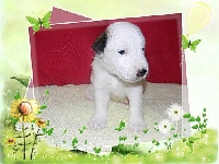 CHIOT