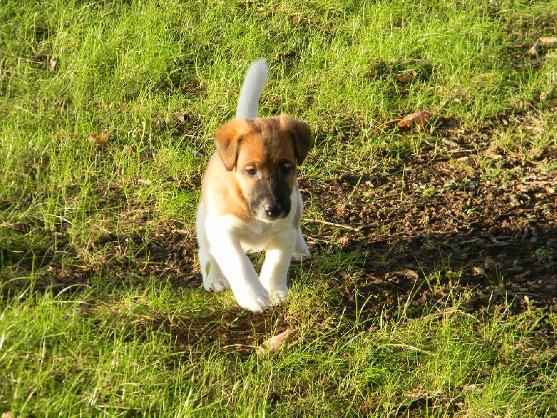 Du castel des pres - Fox Terrier Poil lisse - Portée née le 30/10/2015