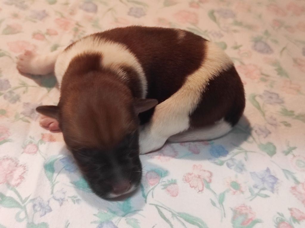 Du castel des pres - Chiots disponibles - Fox Terrier Poil lisse