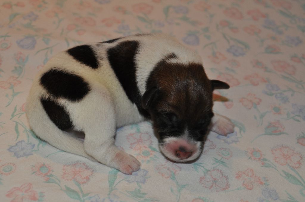 Du castel des pres - Chiots disponibles - Fox Terrier Poil lisse